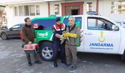 Yaralı şahinin yardımına jandarma koştu