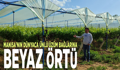 Manisa'nın dünyaca ünlü üzüm bağlarına beyaz örtü