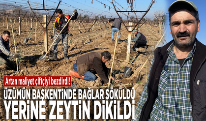 Artan maliyet çiftçiyi bezdirdi! Üzümün başkentinde bağlar söküldü yerine zeytin dikildi
