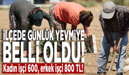İlçede günlük yevmiye belli oldu! Kadın işçi 600, erkek işçi 800 TL