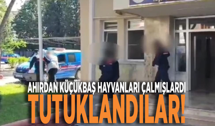 Ahırdan küçükbaş hayvanları çalan hırsızlar tutuklandı!