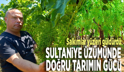 Sultaniye üzümünde doğru tarımın gücü: Salkımlar yüzleri güldürdü