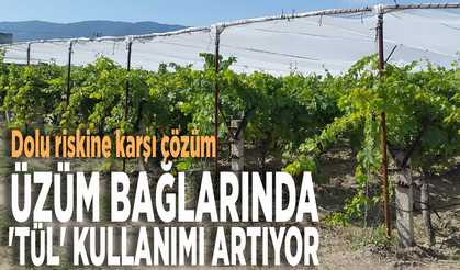 Dolu riskine karşı çözüm... Üzüm bağlarında 'tül' kullanımı artıyor