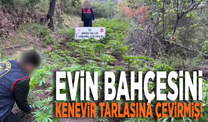 Evin bahçesini kenevir tarlasına çevirmiş!