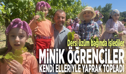 Dersi üzüm bağında işlediler.... Manisalı minik öğrenciler kendi elleriyle yaprak topladı