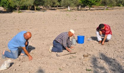 Kırkağaç kavununda yeni sezon: Tohumlar toprakla buluştu, hasat ağustosta