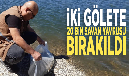İki gölete 20 bin savan yavrusu bırakıldı