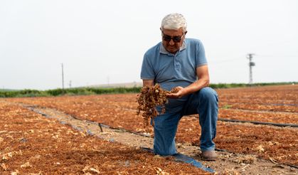 Üzümde büyük tehlike! Yağmur vurdu, çürüme başladı
