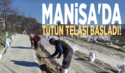 Manisa'da tütün telaşı başladı!