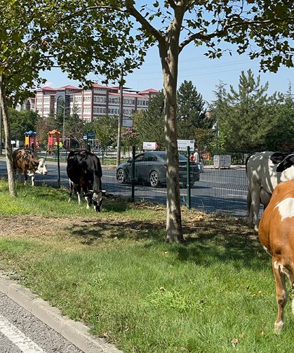 Çiftlikten firar eden inek sürüsü şehir merkezine indi
