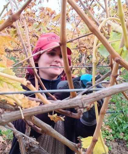 Budama maliyeti üreticiyi ailece bağa indirdi