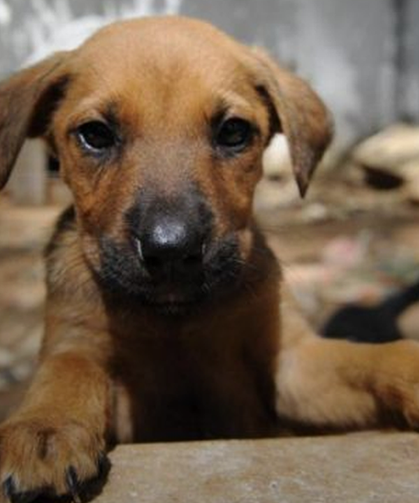 Vali açıkladı: Şanlıurfa'da bütün sokak hayvanları toplatıldı