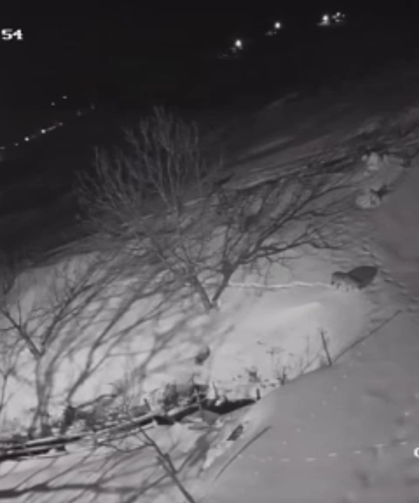 Aç kalan kurtlar köye indi