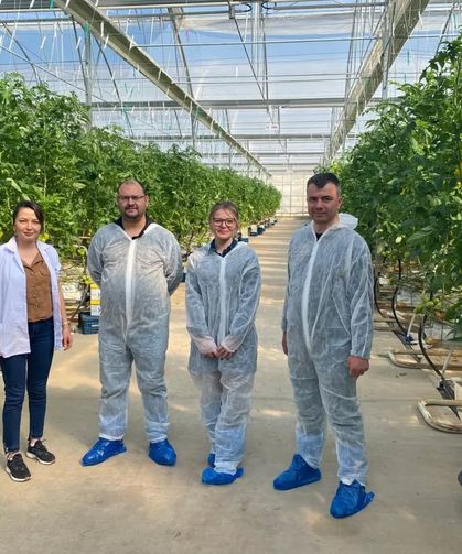 Manisa’da Örtü Altı Domates Üretimine İyi Tarım Denetimi