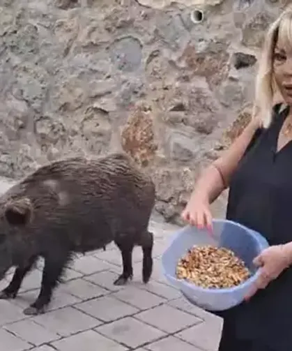 Safiye Soyman kapısına gelen domuzu elleriyle besledi