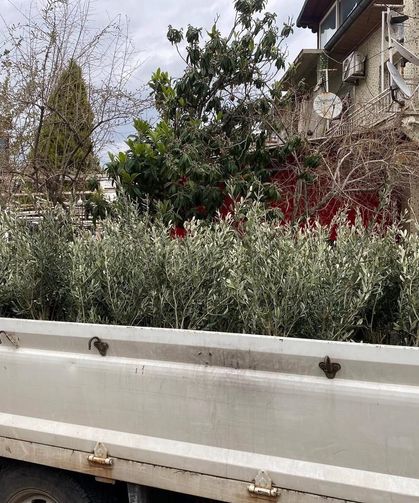 İlçede Trilye zeytin fidanına yoğun ilgi