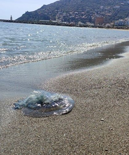 Balıkçıların kabusu oldular