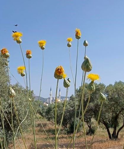 Doğaseverlerden Tülüşah için "acil koruma" çağrısı