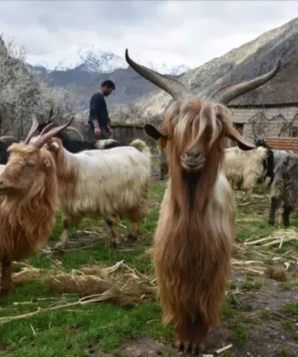 Bu keçiler ölmüyor: Yozgatlı çobanın şaşırtan yöntemi