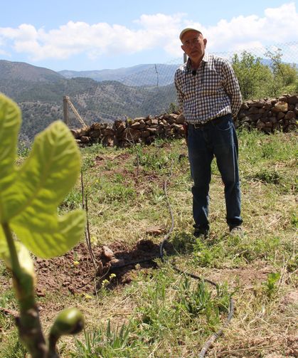 Manisa’yı örnek aldı, Çorum'da ilk incir bahçesi kurdu