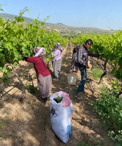 Üzümden önce yaprak kazandırdı
