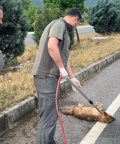 Yaralı çakal tedavi altına alındı