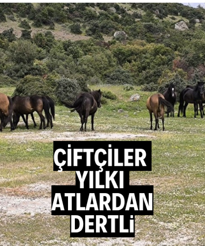 Çiftçiler başıboş yılkı atlarından dertli