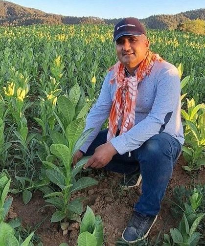 Çiftçilerin tütün kırım mesaisi başladı