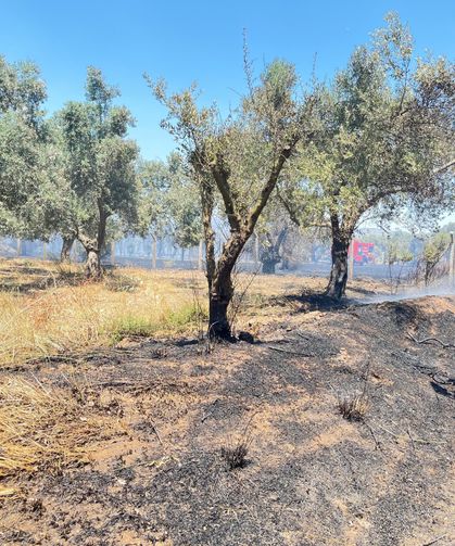 Korkutan arazi yangını 1 saatte kontrol altına alındı