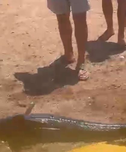 Kılıç balığını alıp sahile çıkardı, hayatının hatasını yaptı