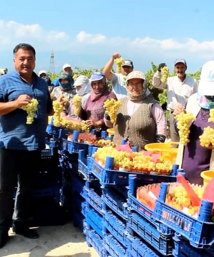 Manisa'nın üzümü Avrupa yolcusu