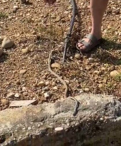 Yılanı öldürdüm’ deyip çektirdiği video başına iş açtı