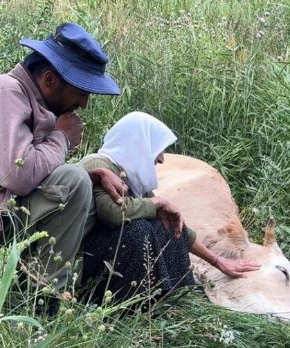 Yaşlı kadın ineğinin başında saatlerce gözyaşı döktü