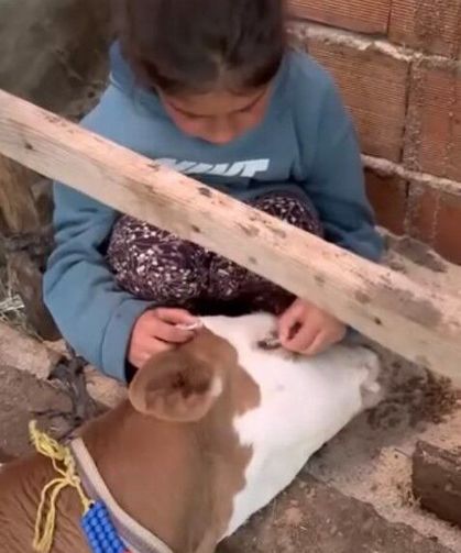 Minik Nehir’in ’Yaman’ isimli buzağısına vedası yürek burktu