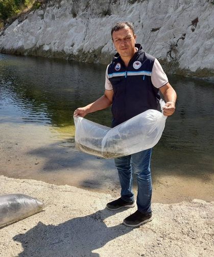 İlçe'de baraj ve göletlere 250 bin yavru sazan bırakıldı