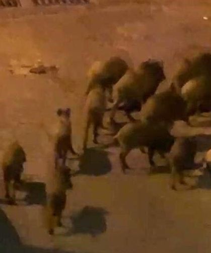 Yaban domuzları mahalleyi bastı