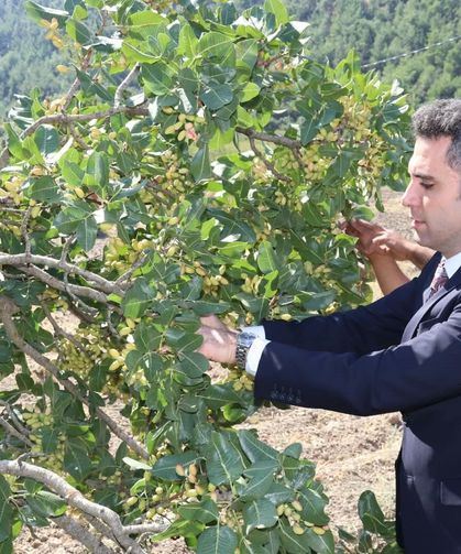 İlçenin 'Yeşil Altın'ın da hasat başladı