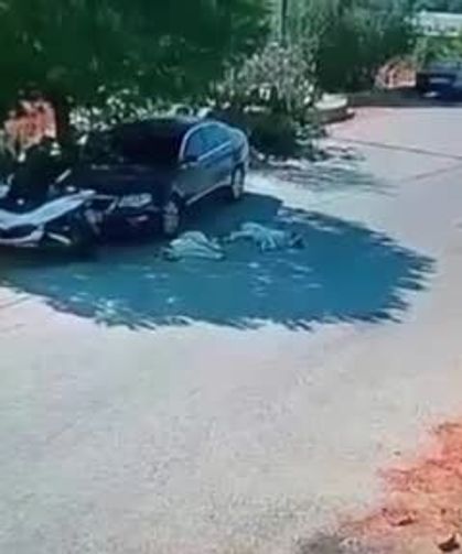 Otomobiliyle köpeklerin üzerinden geçti