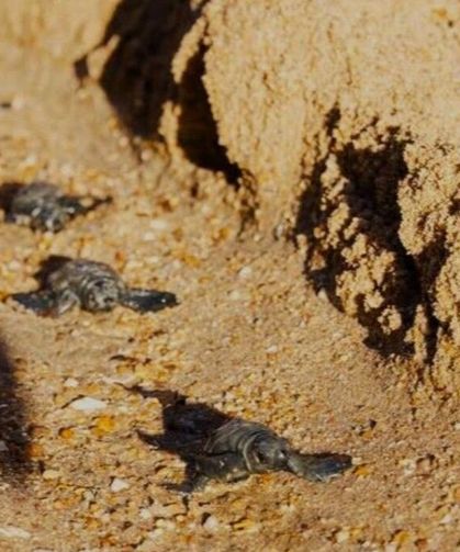 Caretta caretta yuvasından 82 yavru denize ulaştı