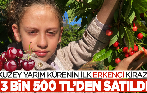 Kuzey  yarım kürenin ilk erkenci kirazı 3500 TL ‘den satıldı