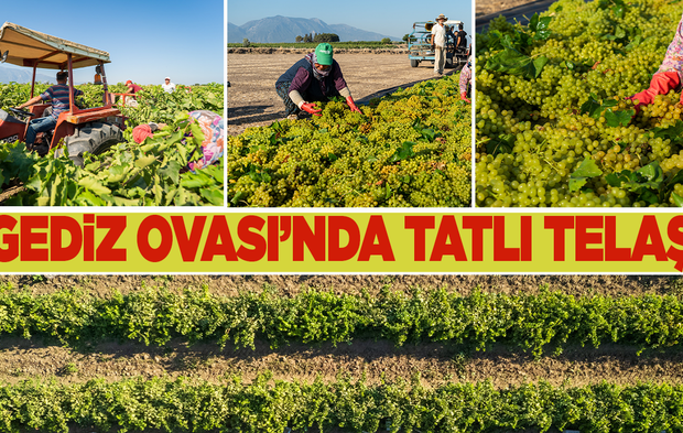 Gediz Ovasında tatlı telaş