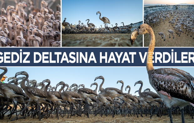 Flamingolar Gediz Deltasına hayat veriyor