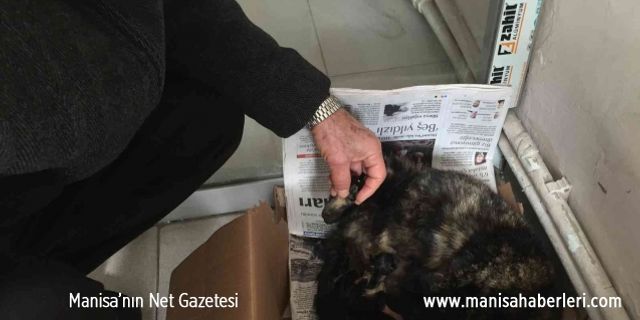 İşyeri önünde doğum yapan kediye sahip çıktılar