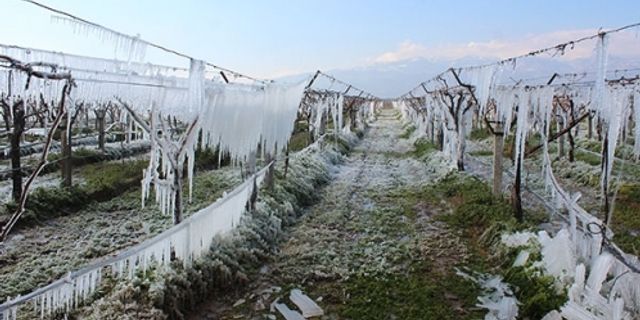 Manisa'da don vuran bağlarda buz sarkıtları oluştu
