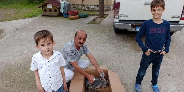 İlçede yaralı gri balıkçıl tedavi altına alındı