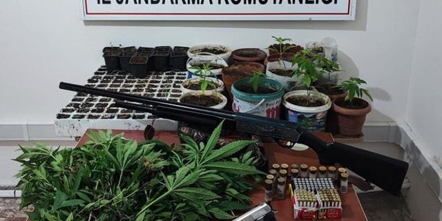 İlçede 403 kök kenevir ele geçirildi!