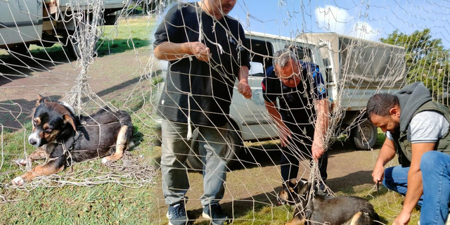 Manisa'da kale filesine dolanıp mahsur kalan köpek kurtarıldı