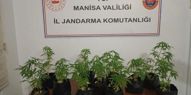 İlçede dikime hazır fide halinde 733 kök kenevir ele geçirildi