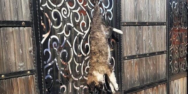 Manisa'da sokak köpeğini çiftlik evinin kapısına astılar!