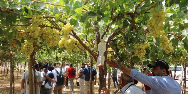 Manisa'dan Mısır'a üzüm turu
